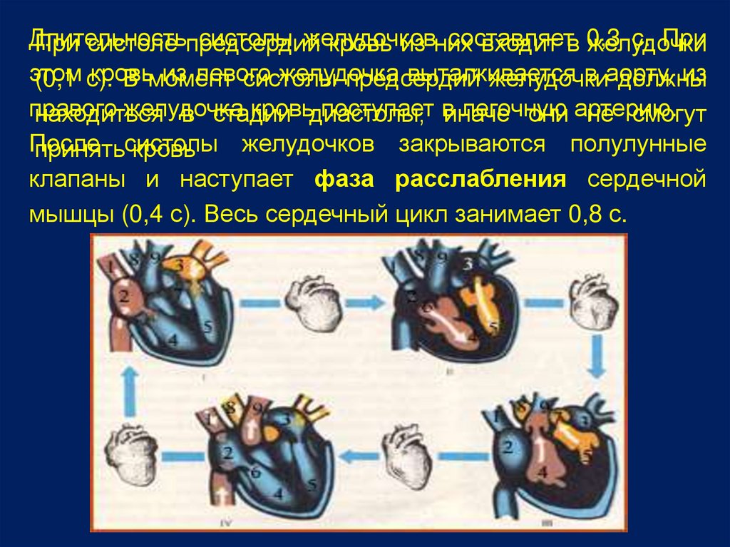 Для вен характерны полулунные клапаны. Систолу желудочков составляют. Компоненты систолы желудочков. Продолжительность систолы желудочков составляет. При систоле желудочков закрыты следующие клапаны.