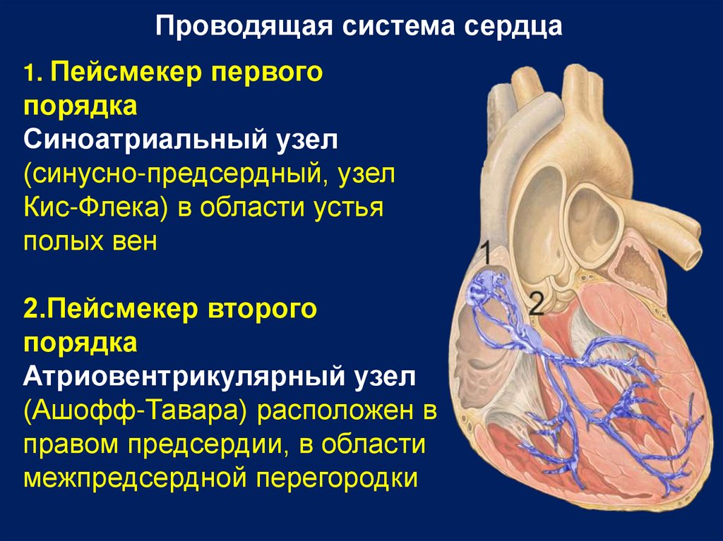 Синусно предсердный узел находится