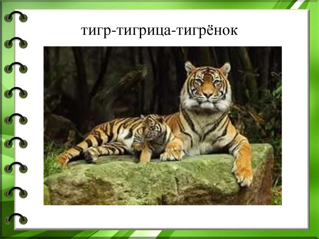 Есть слово тигр. Слово тигрица. Тигрица суффикс. Доклад на тему тигрица и Тигренок. Тигр корень тигрица.