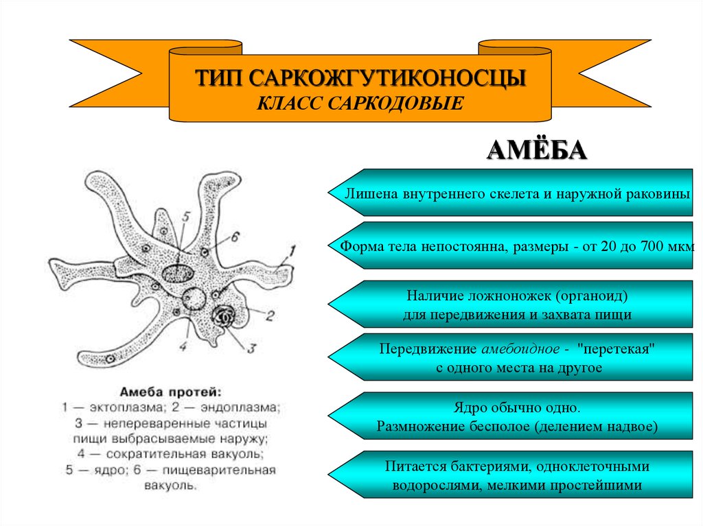 Каких животных объединяют в группу корненожки составьте план ответа об особенностях амебы кратко