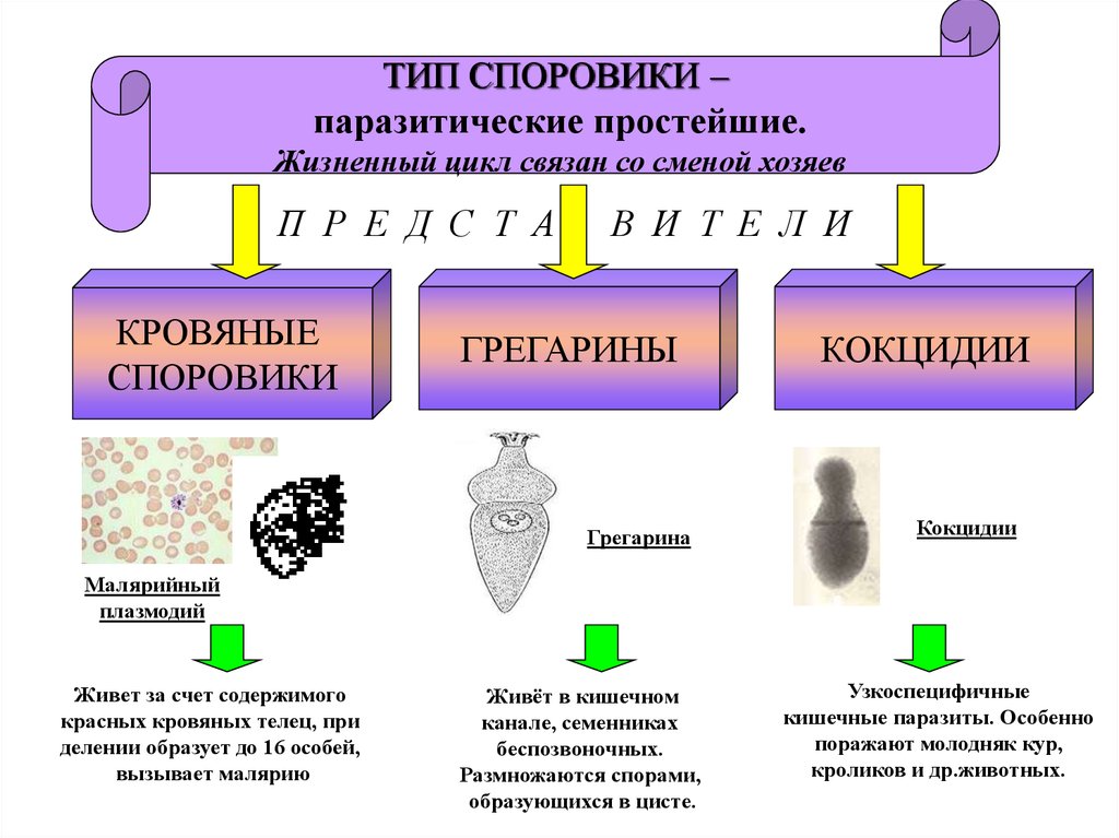 Споровики. Паразитические представители типа Споровики. Споровики цисты. Жизненный цикл кровяных споровиков. Паразитические представители споровиков.