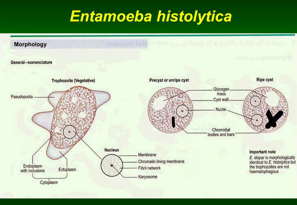 Жизненный цикл entamoeba histolytica схема