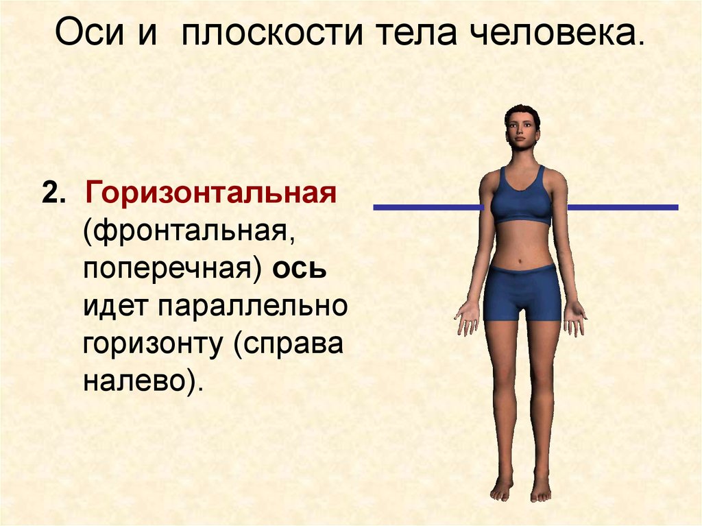 Три оси человека. Горизонтальная ось человека. Основные оси и плоскости тела человека. Вертикальная ось человека. Оси человека анатомия.