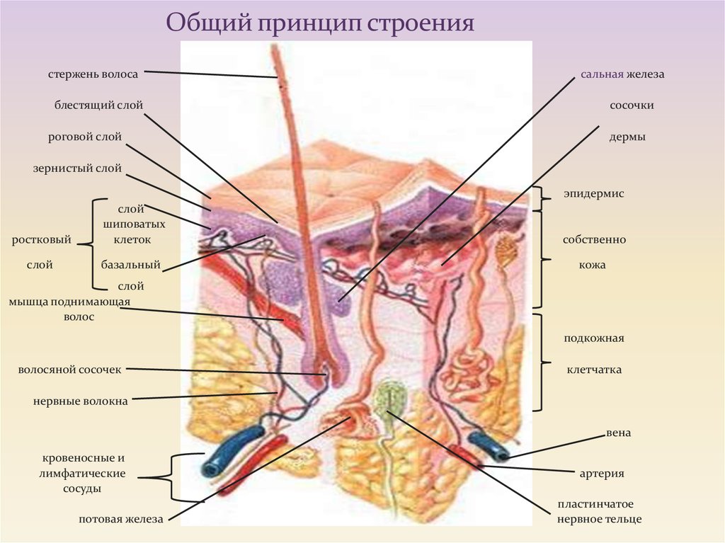 Описание: анатомия кожи