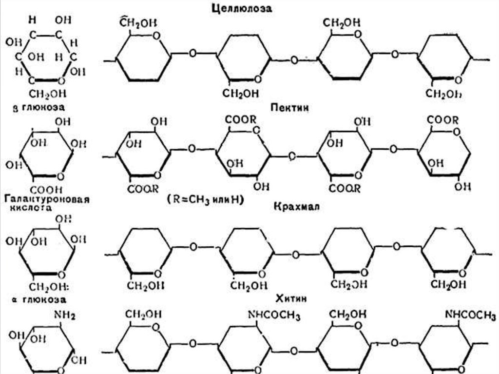 Строение крахмала и целлюлозы. Крахмал гликоген Целлюлоза хитин. Хитин муреин и Целлюлоза крахмал. Крахмал гликоген Целлюлоза формулы. Муреин хитин Целлюлоза.