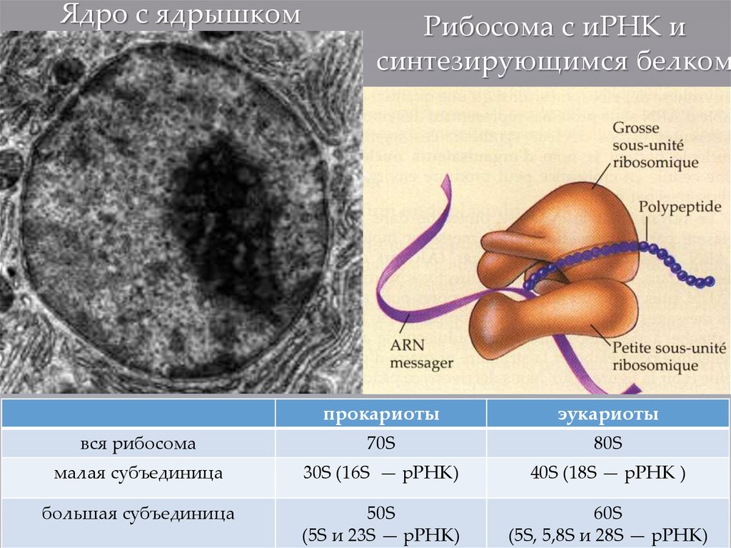 Формирование рибосомы в ядре