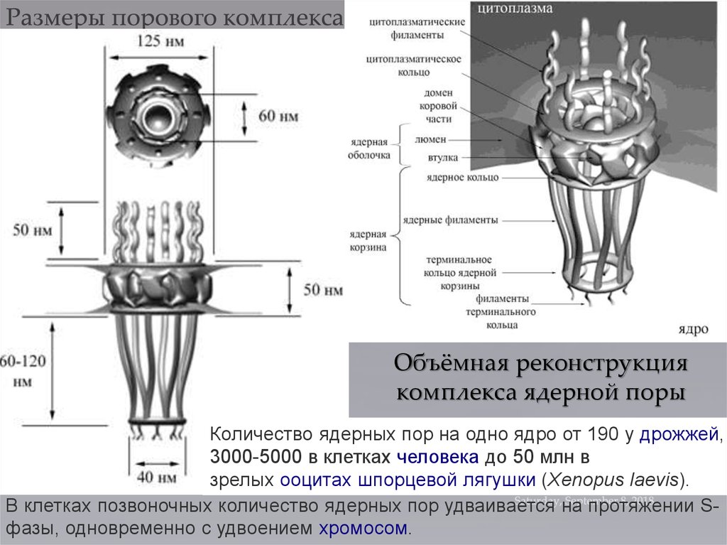 Комплекс ядерной поры