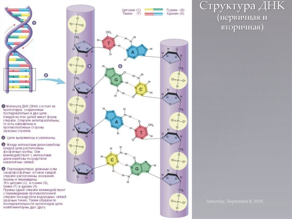 Днк адрес. Строение молекулы ДНК. Структура молекулы ДНК схема. Схема строения молекулы ДНК. Схема фрагмента молекулы ДНК.