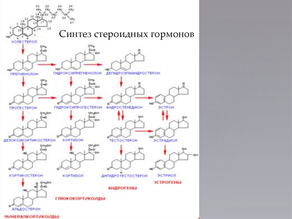 Схема биосинтеза стероидных гормонов