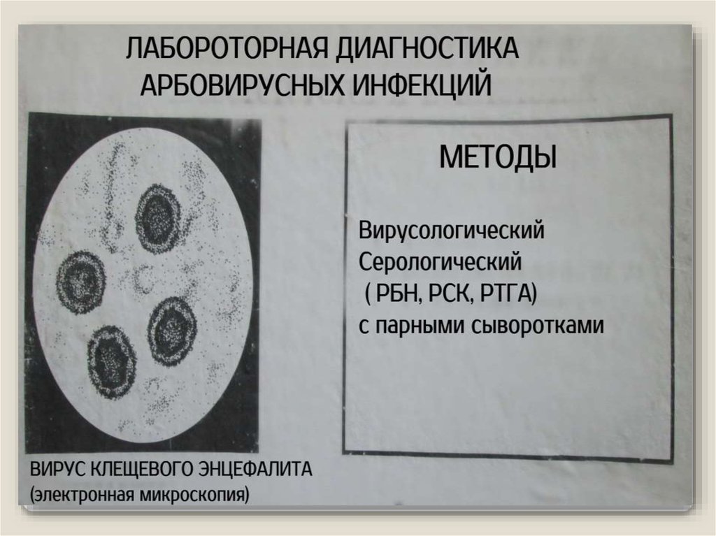 Основы микробиологии и иммунологии (раздаточный материал) - презентация ...