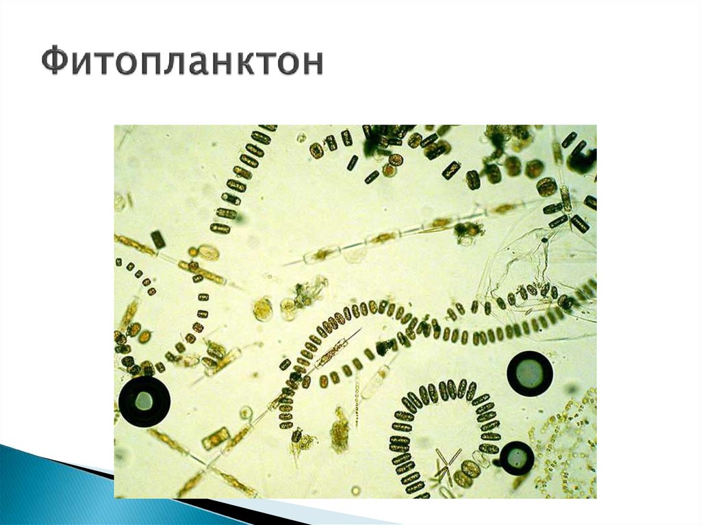 Трофические цепи фитопланктон. Фитопланктон примеры. Фитопланктон фотосинтез. Планктон примеры водорослей.
