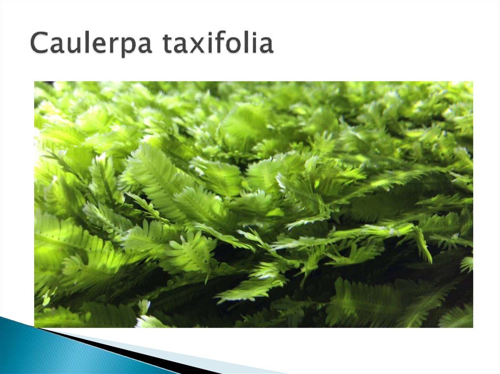 Сaulerpa taxifolia