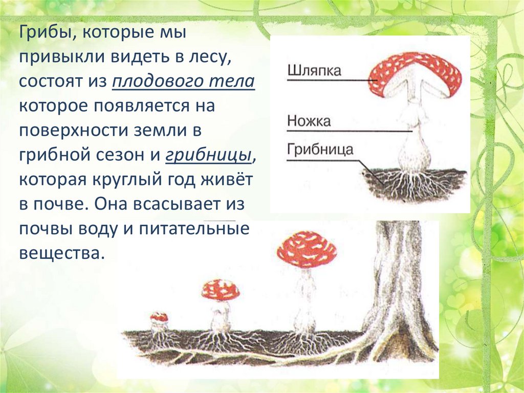 Плодовое царство. Примеры грибов которые живут в почве. Грибница всасывает из почвы. 4 Царств 20 5. Тема по биологии по 4 Царствии, читать все 4 темы.