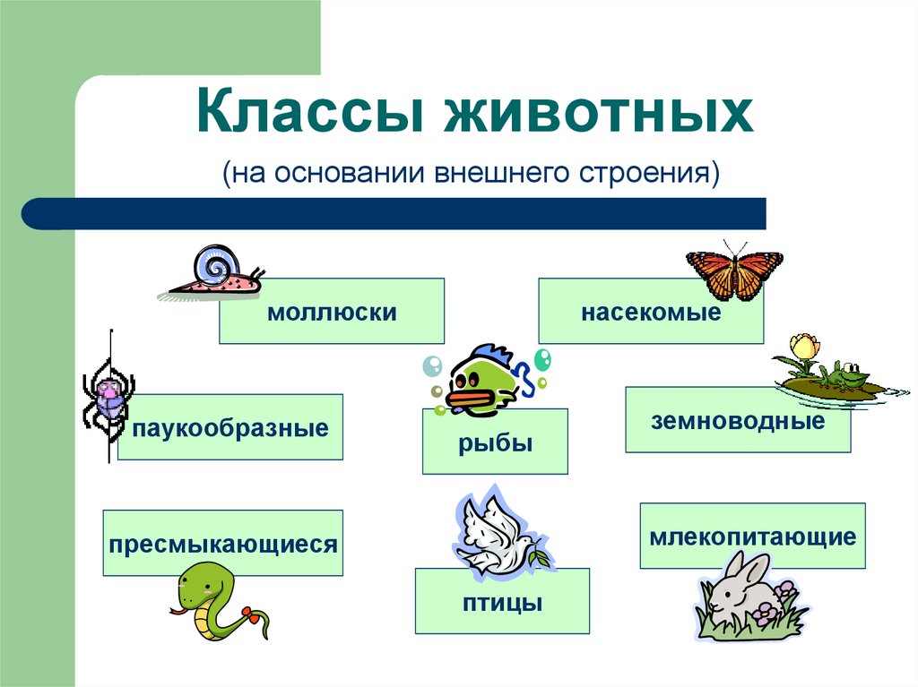 Примеры животных окружающий мир. Царство животных классификация 3 класс окружающий мир. Биология царство животных классификация. Царство животные классификация схема. Классы животных таблица.