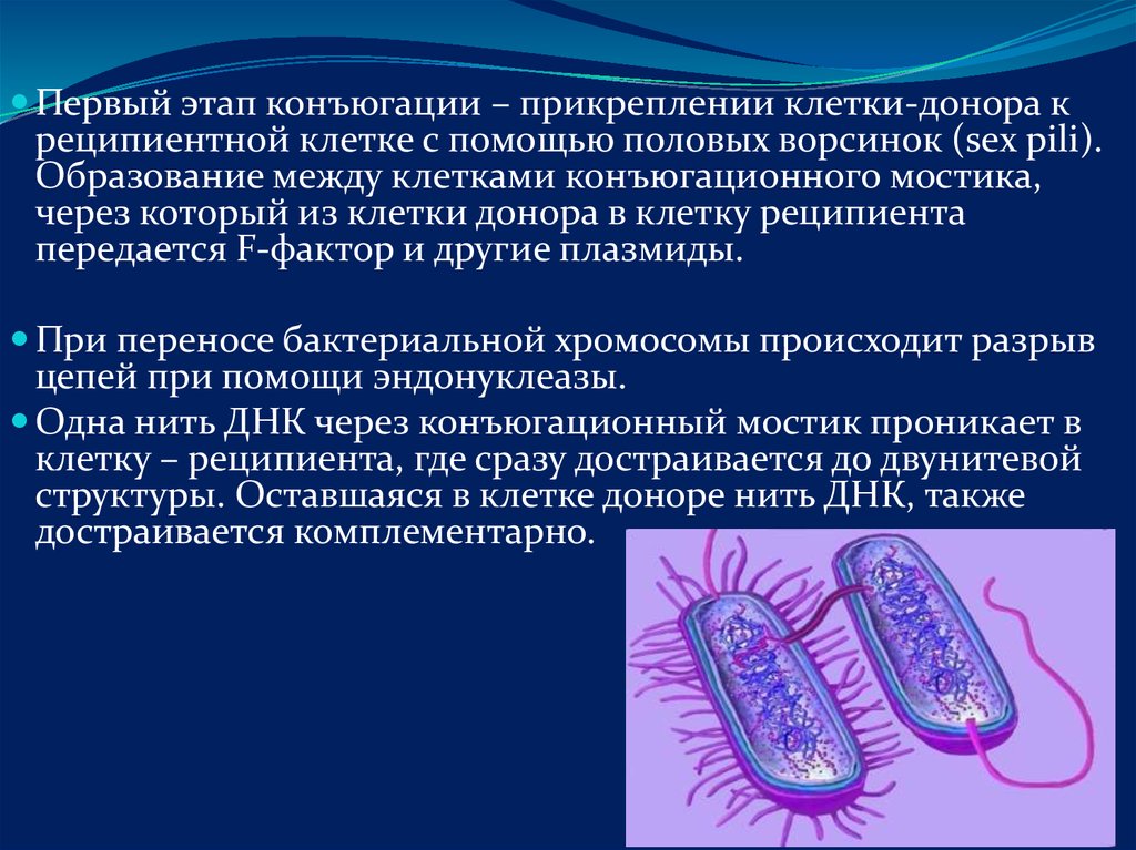 Бактерия донор