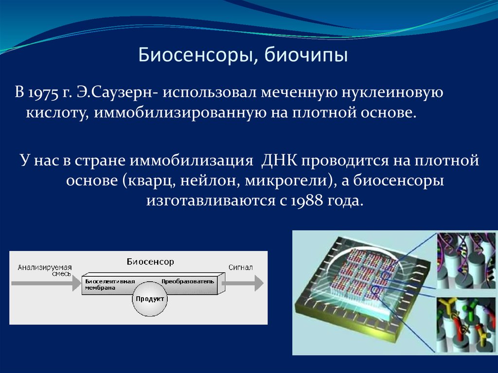 Биосенсоры и биочипы презентация