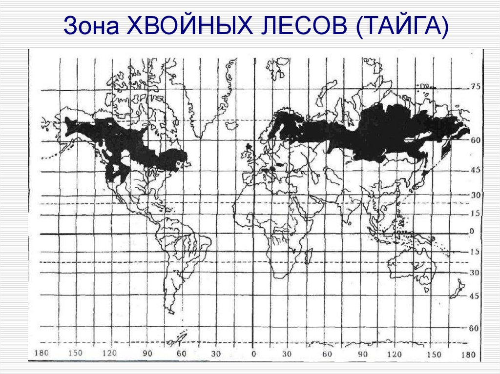 Хвойные леса на карте. Карта хвойных лесов Евразии. Зона хвойных лесов на карте. Распространение хвойных лесов.