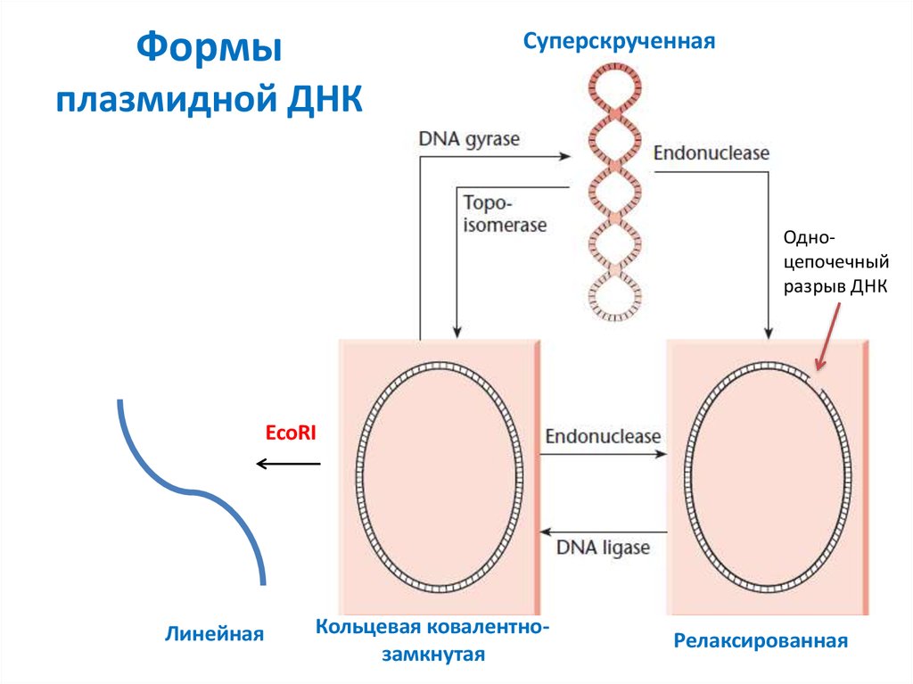 1 кольцевая днк. Кольцевая и линейная ДНК форма. Плазмида Кольцевая ДНК. Формы плазмидной ДНК. Выделение плазмидной ДНК.