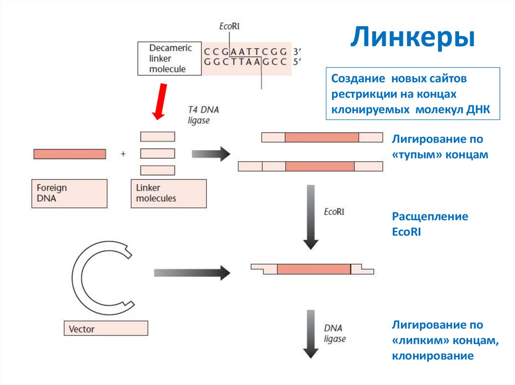 Линкер это