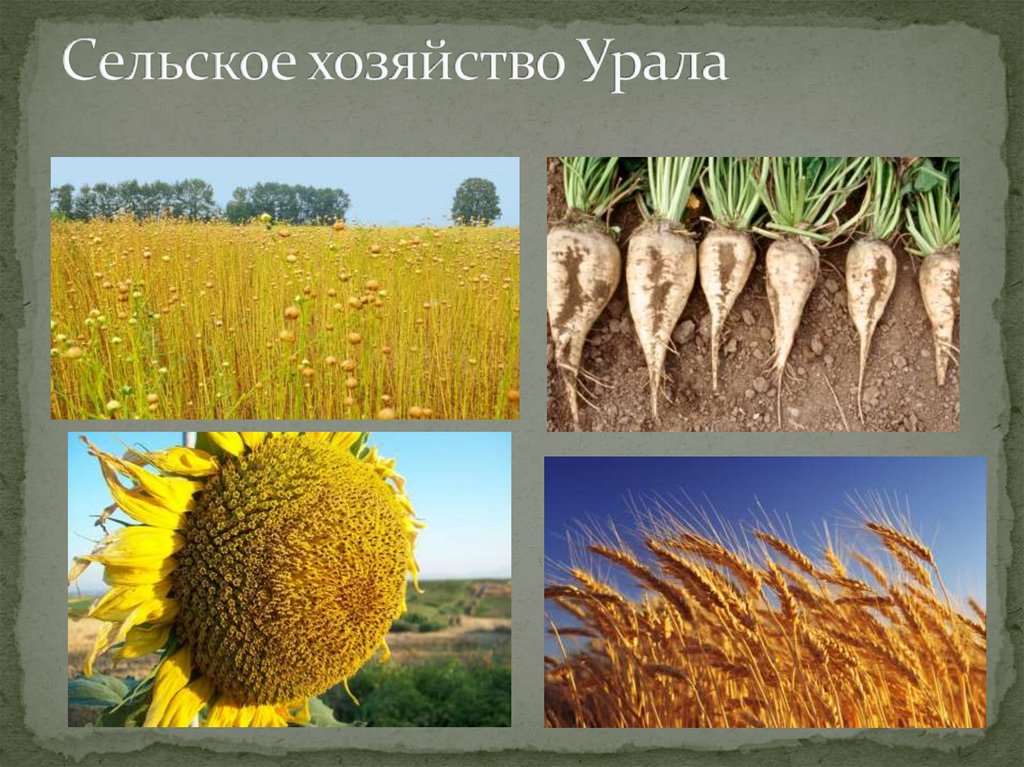 Сельское хозяйство Урала