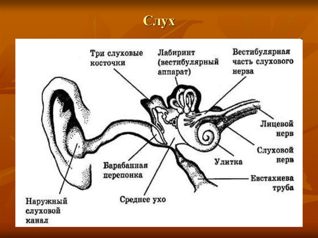 Давление в среднем ухе превышает. Структура среднего уха. Система слуха. Анатомия среднего уха на кт. Рисунок среднего уха земноводных.