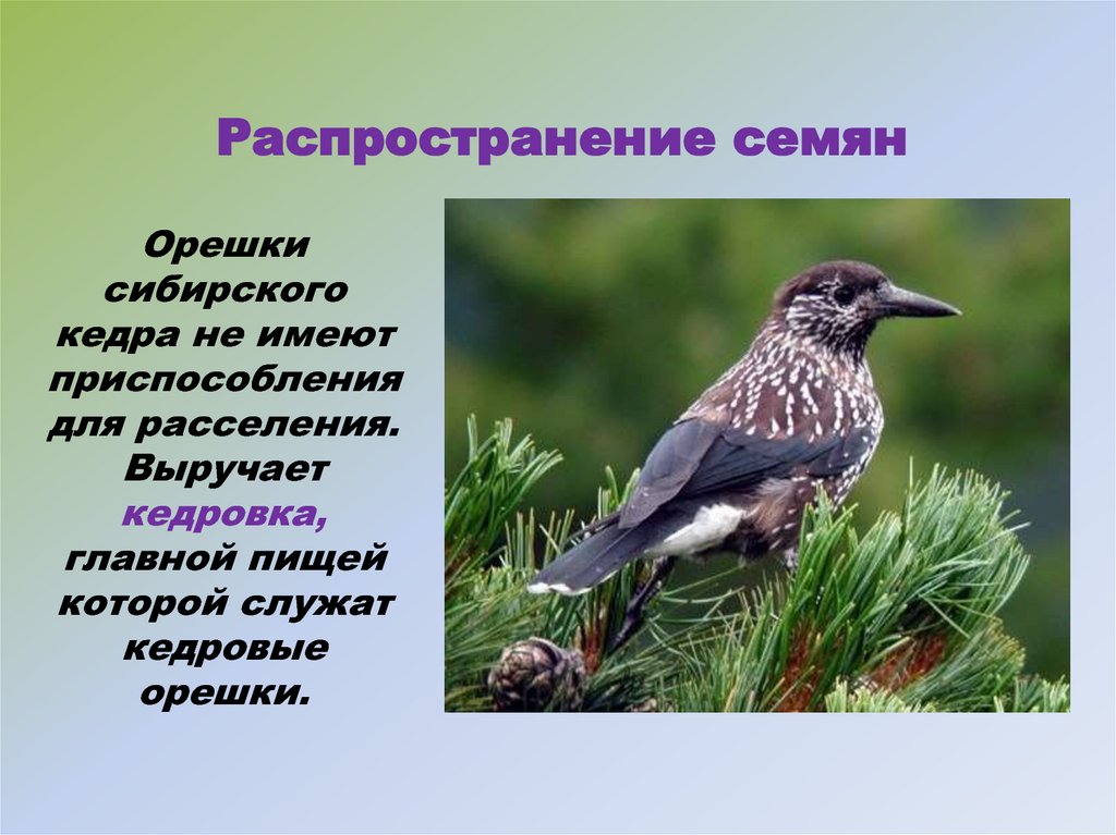 Распространение семян сосны. Птицы распространяют семена. Дуб распространение семян с помощью. Распространение семян птицами. Распространение семян кедра.