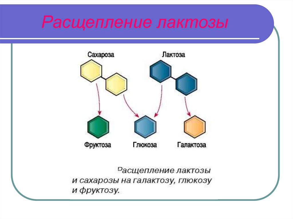 Фермент расщепляющий молочный сахар. Расщепление лактозы. Лактоза расщепляется до. Реакция расщепления лактозы. Расщепление лактозы лактазой.