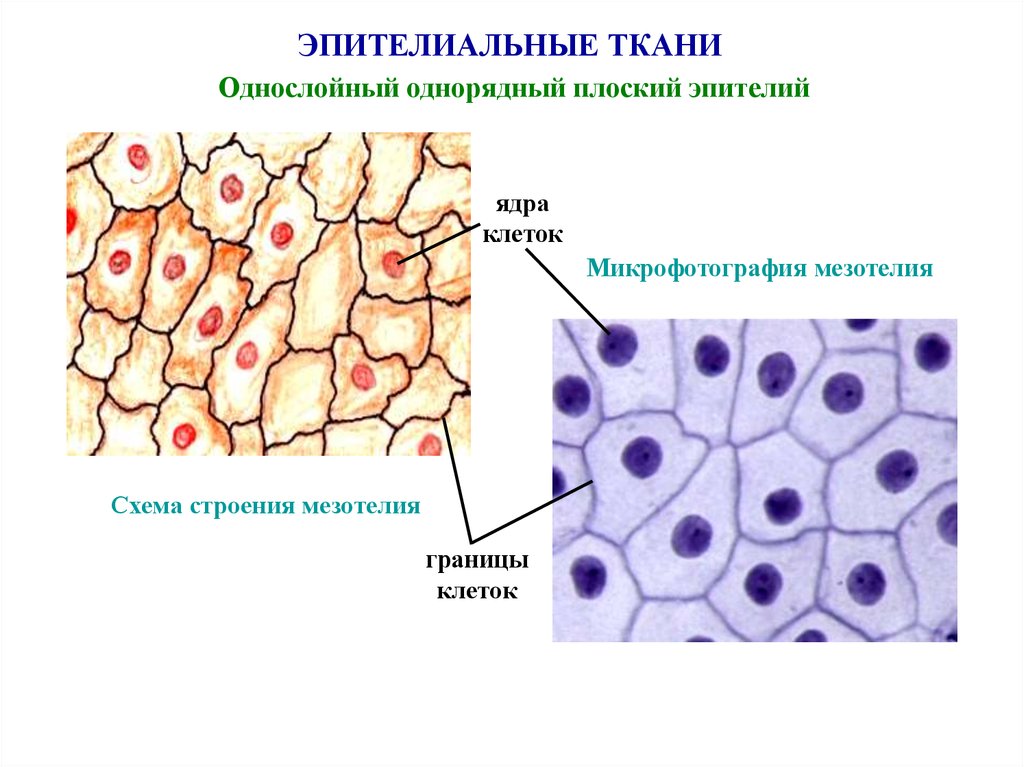 Клетки эпителиальной ткани виды. Строение клетки эпителиальной ткани. Плоский эпителий строение ткани. Однослойный плоский эпителий строение. Однослойный плоский эпителий строение ткани.
