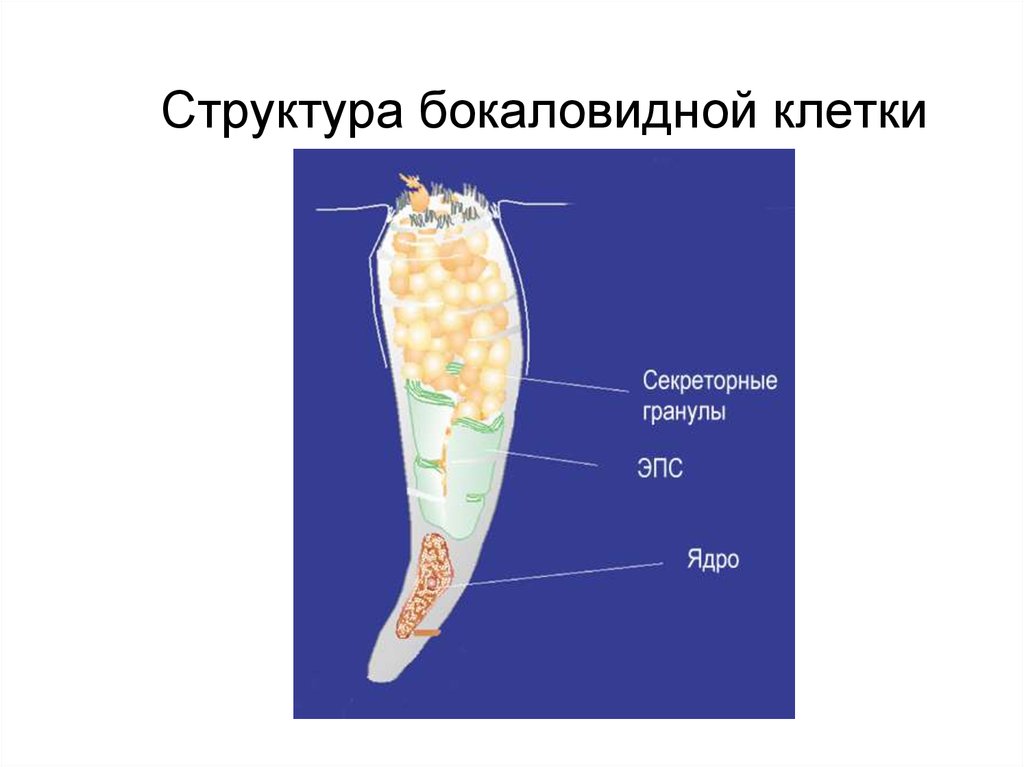 Бокаловидные клетки. Строение бокаловидной клетки. Бокаловидные клетки поджелудочной железы. Бокаловидная клетка гистология строение.