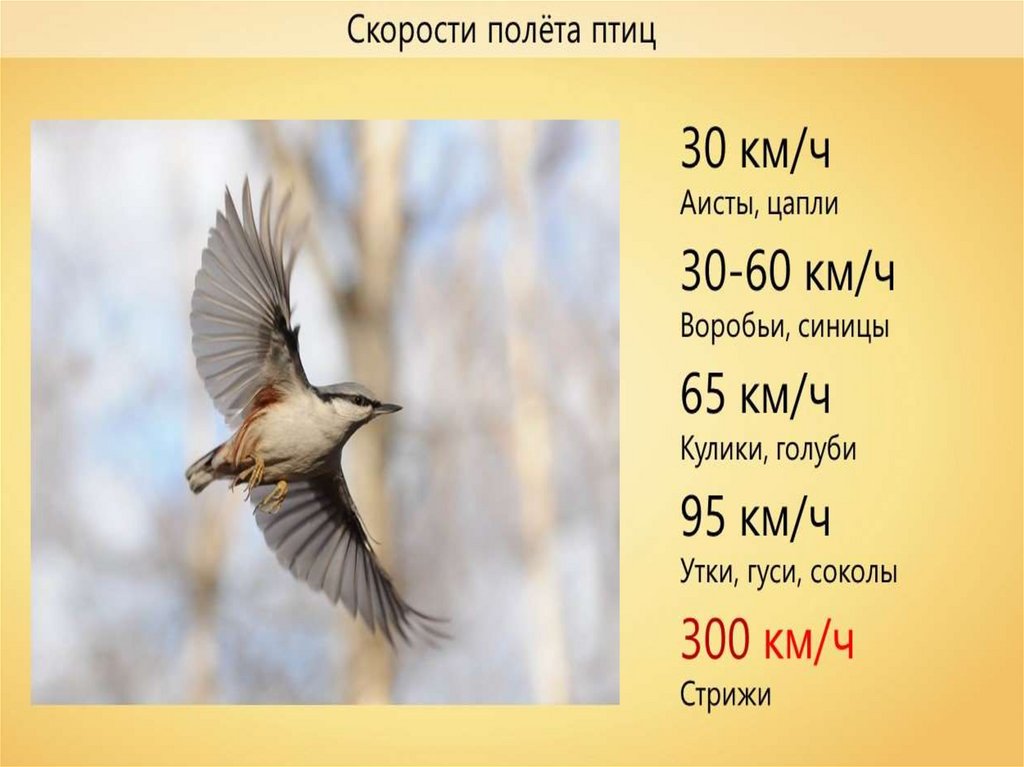 Высота полета птиц. Скорость полета птиц. Скорость полета воробья. Скорость птиц таблица.