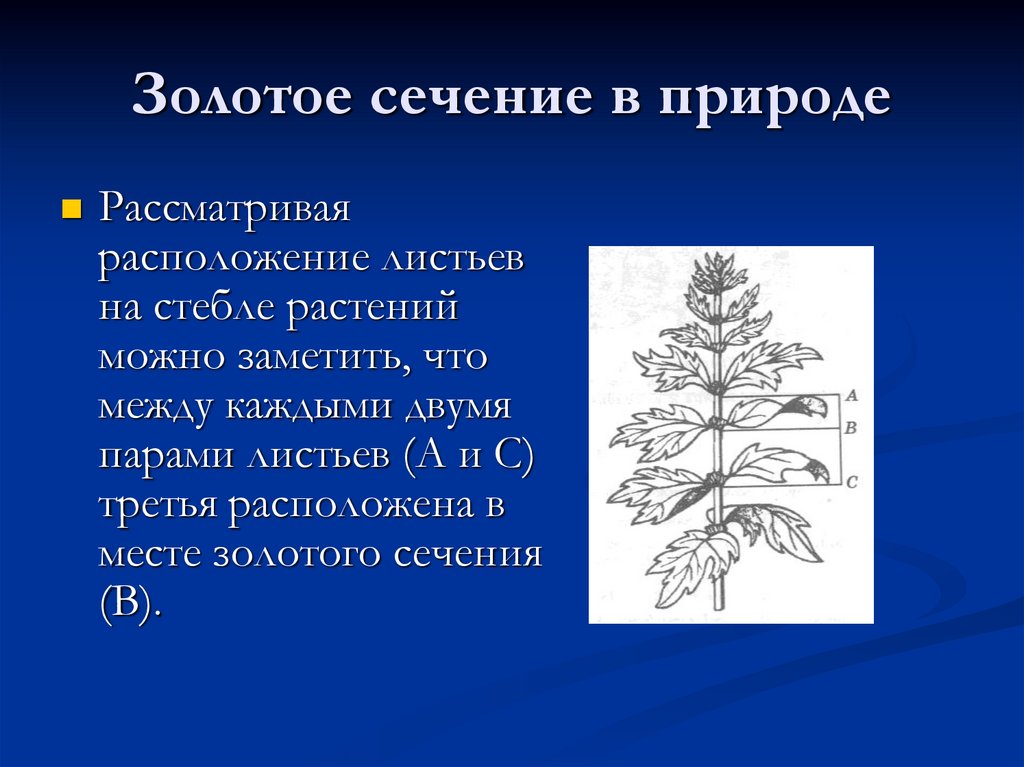 Золотое сечение в природе примеры картинки