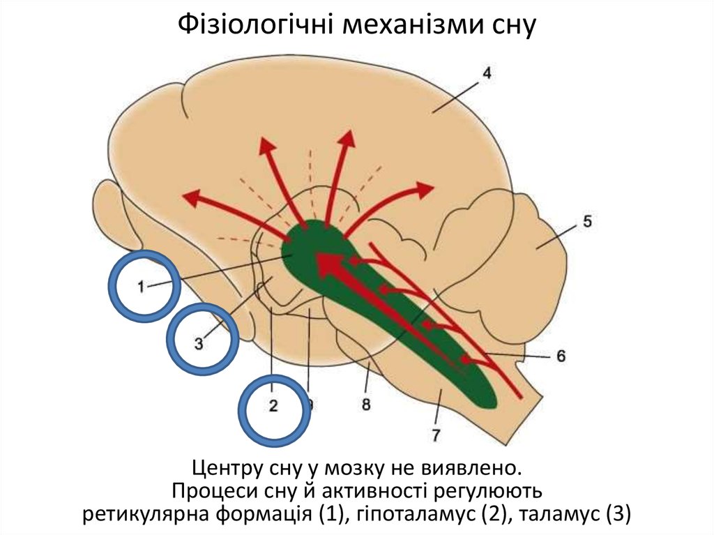 Центр сна в мозге