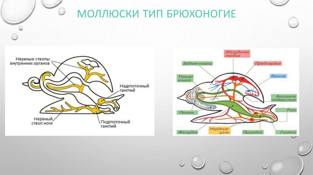 Внешнее строение брюхоногих моллюсков схема