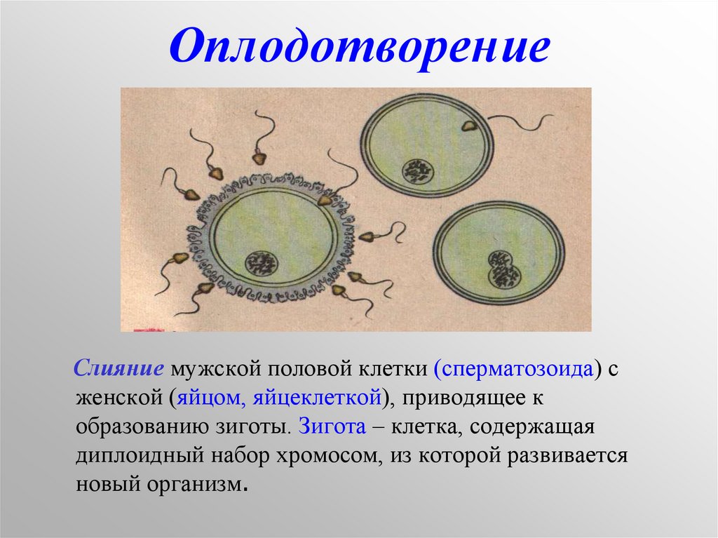 Без оплодотворения. Половое размножение зигота. Половое размножение клетки. Оплодотворение половых клеток. Зигота у растений.