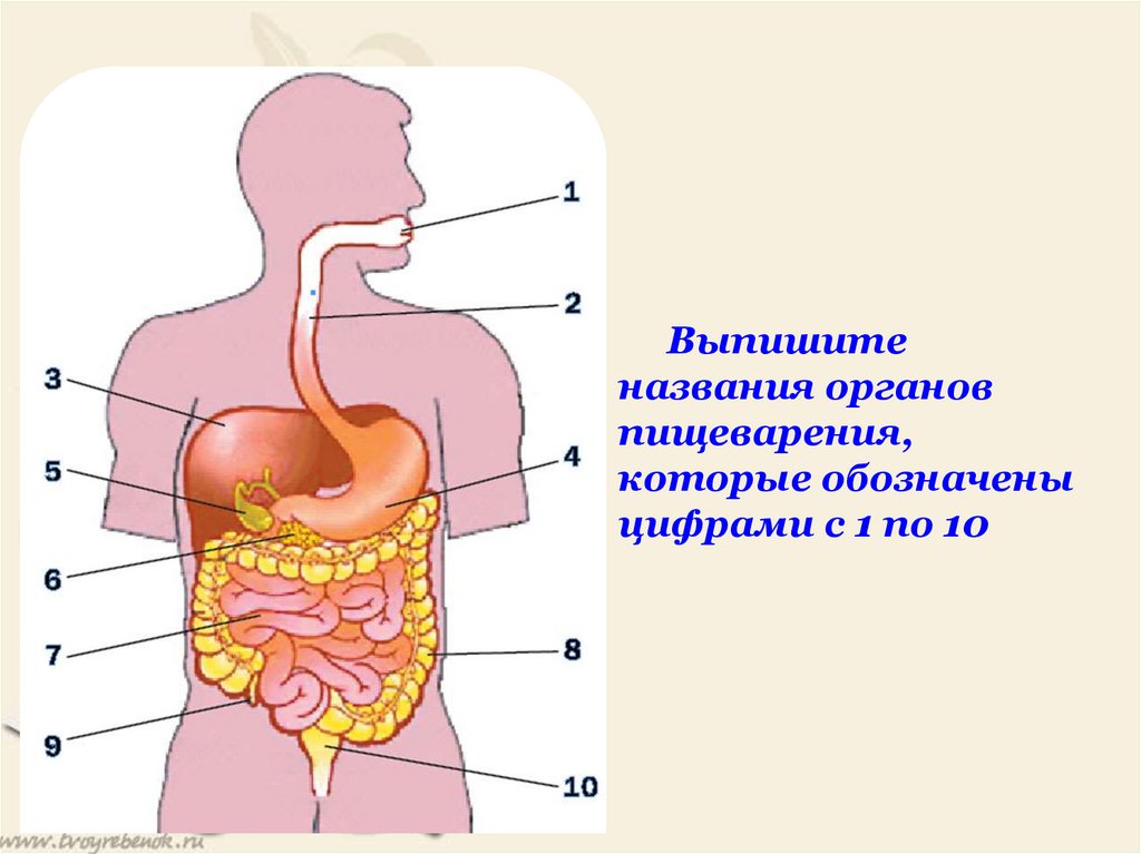 Назови органы пищеварения. Схема органов пищеварения. Название органов пищеварительной системы. Схема ЖКТ человека. Расположение органов ЖКТ У человека.