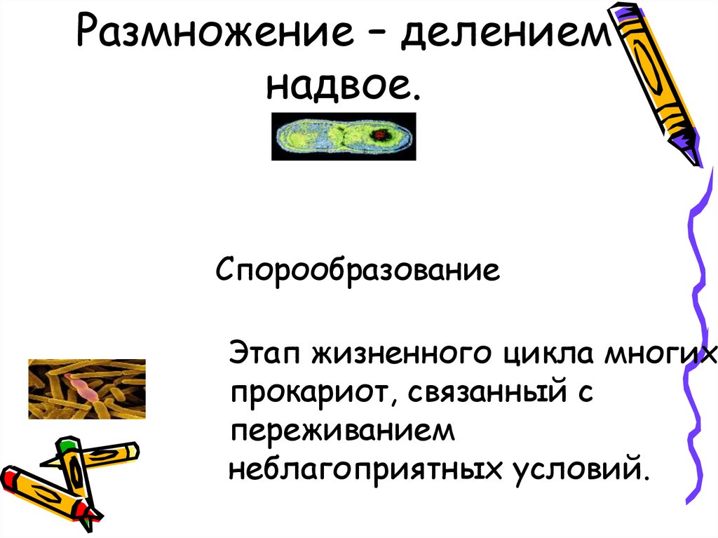 Размножение делением. Размножение делением надвое у вирусов. Размножение делением Мем. Деление надвое это спорообразование. Переживание неблагоприятных условий прокариотов.