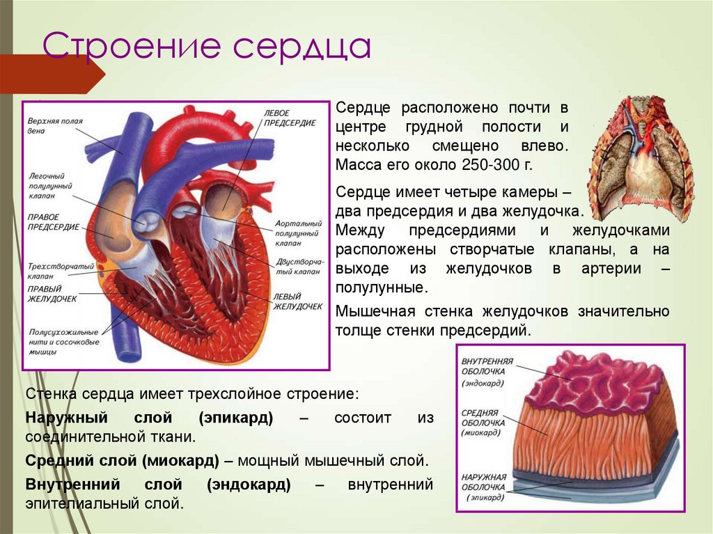 Строение сердца презентация