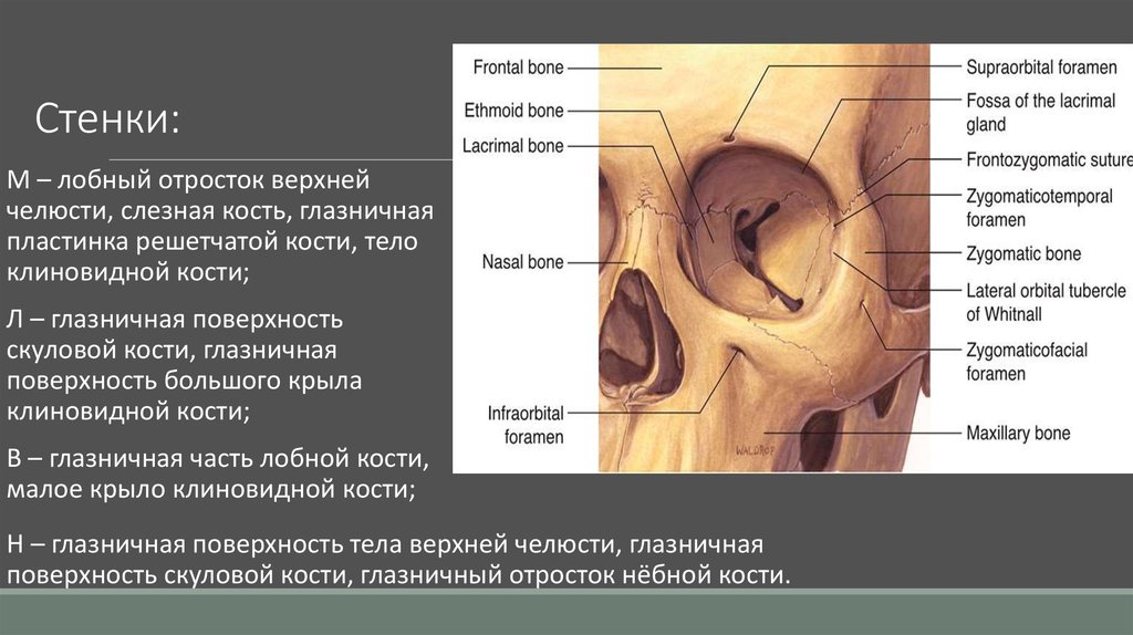 1 строение глазницы. Глазничная поверхность большого крыла клиновидной кости. Слезная борозда слезной кости. Костные стенки глазницы анатомия. Строение глазницы анатомия.