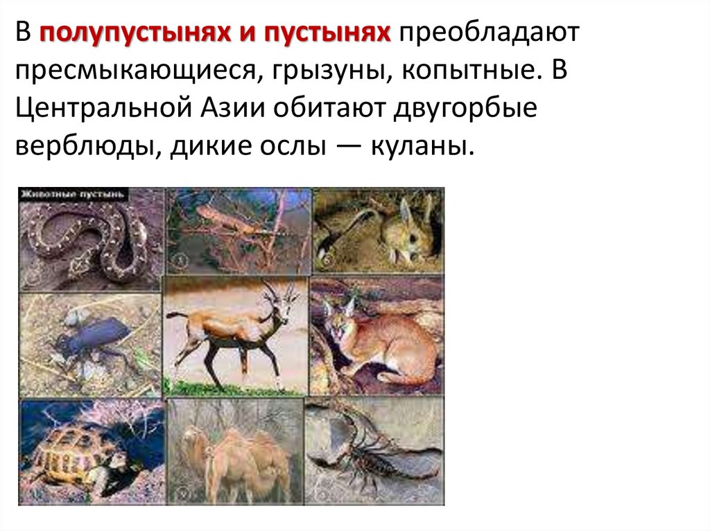 Пресмыкающиеся господствовали. Животные пустынь Евразии. Животные полупустынь и пустынь Евразии. Животныйе центральной Азии. Животные в пустынях Евразии.
