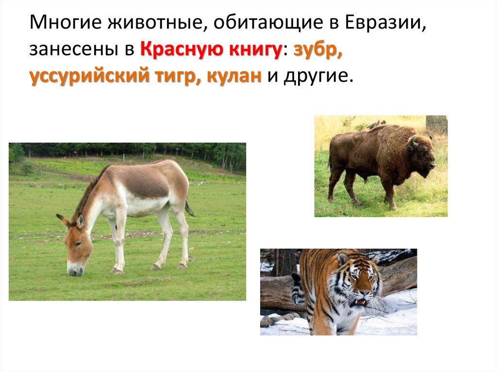 Животные обитающие в евразии список и фото