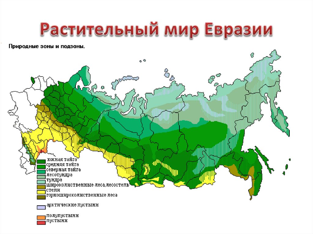 Описание тайги по плану 7 класс география евразия