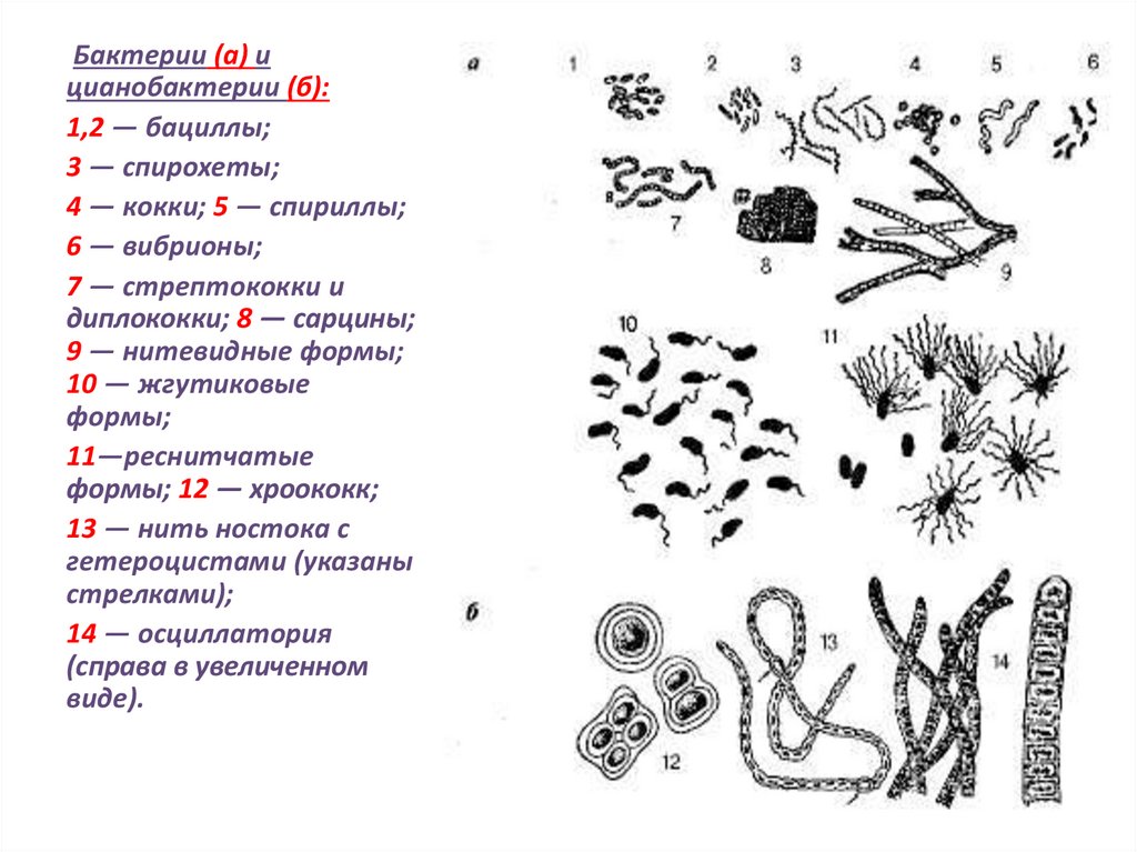 Изобразите в виде схемы многообразие бактерий по способам их питания