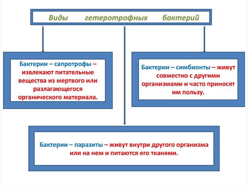 Тип обмена веществ бактерий