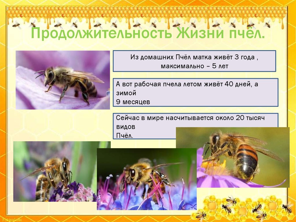 Кто входит в состав семьи медоносных пчел. Продолжителлность жизни пчёл. Продолжительность жизни пчелы. Продолжительность жизни рабочей пчелы. Сколько живут пчелы.