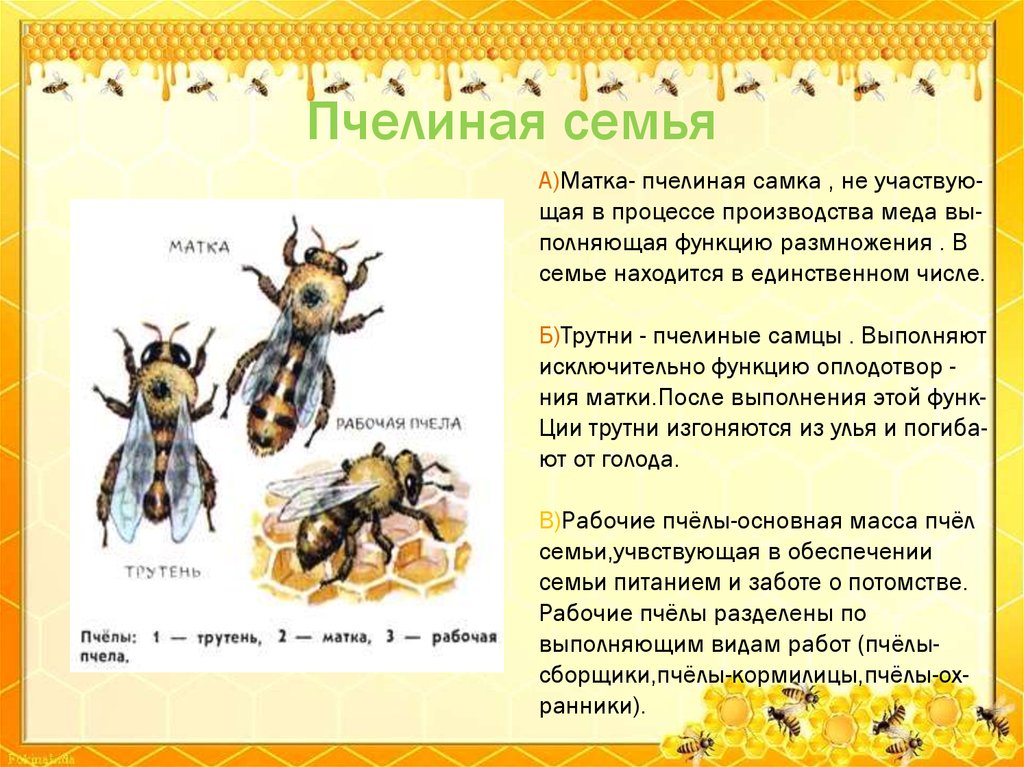 Жизнь пчел рабочих. Пчели семья матка трутень. Пчелиная семья. Пчела пчелиная семья. Пчелиная семья состав пчелиной семьи.