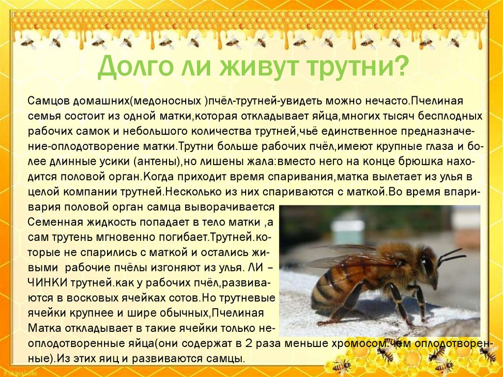 Кто входит в состав семьи медоносных пчел. Пчела матка трутень. Продолжителлность жизни пчёл. Продолжительность жизни матки пчелы. Сколько живут пчелы.