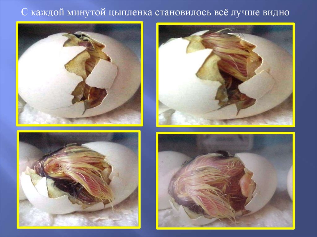 Выведение цыплят в домашних условиях проект