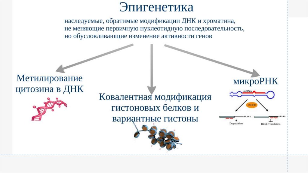 Эпигенетическая модификация днк. Биомаркеры старения. Биомаркеры старения анализы. Биомаркеры эффекта. Биомаркеры старения картинки.