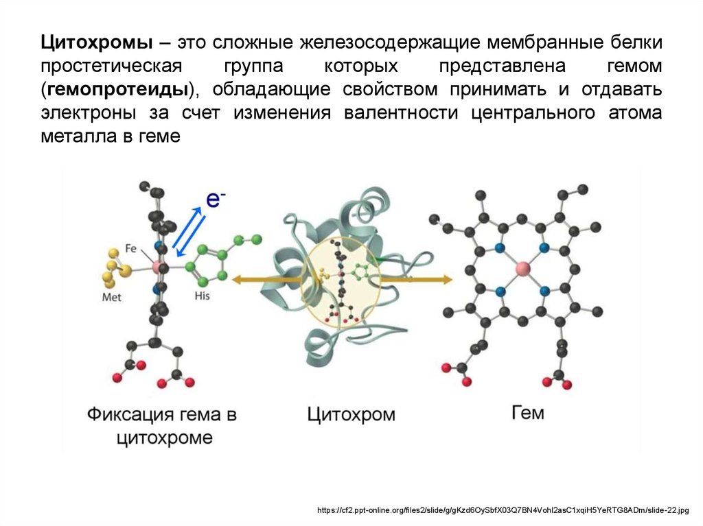 Номенклатура и классификация ферментов. Цитохромы - презентация онлайн