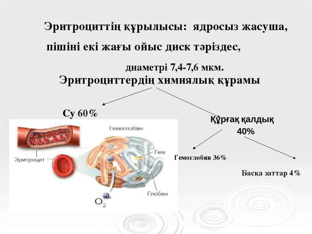 Эритроциттер. Адам гемоглобині мен миоглобинінің құрылысы мен қызметі презентация. Эротроциттер. Эр роциты.